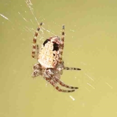 Araneus dimidiatus (Half Orb-weaver) at Bruce, ACT - 7 Sep 2024 by ConBoekel