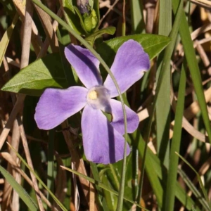 Vinca major at Bruce, ACT - 7 Sep 2024 03:30 PM