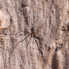 Tamopsis fickerti (Two-tailed spider) at Bruce, ACT - 7 Sep 2024 by ConBoekel