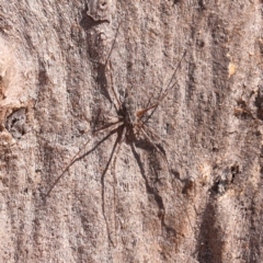 Tamopsis sp. (genus) (Two-tailed spider) at Bruce, ACT - 7 Sep 2024 by ConBoekel