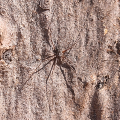 Tamopsis fickerti (Two-tailed spider) at Bruce, ACT - 7 Sep 2024 by ConBoekel