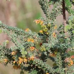 Grevillea alpina (Mountain Grevillea / Cat's Claws Grevillea) at West Wodonga, VIC - 7 Sep 2024 by KylieWaldon