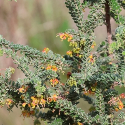 Grevillea alpina (Mountain Grevillea / Cat's Claws Grevillea) at West Wodonga, VIC - 8 Sep 2024 by KylieWaldon