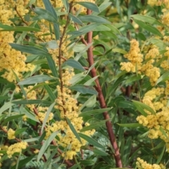 Acacia rubida (Red-stemmed Wattle, Red-leaved Wattle) at West Wodonga, VIC - 8 Sep 2024 by KylieWaldon