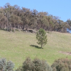 Acacia rubida at West Wodonga, VIC - 8 Sep 2024