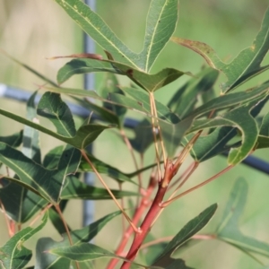 Brachychiton populneus at West Wodonga, VIC - 8 Sep 2024