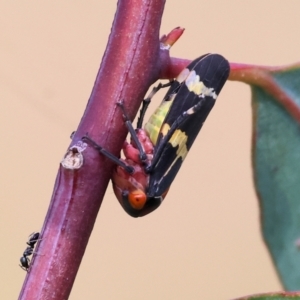 Eurymeloides pulchra at West Wodonga, VIC - 8 Sep 2024 10:00 AM