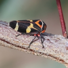 Eurymeloides pulchra at West Wodonga, VIC - 8 Sep 2024