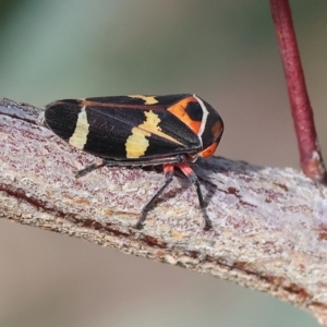 Eurymeloides pulchra at West Wodonga, VIC - 8 Sep 2024 10:00 AM