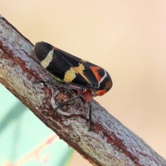 Eurymeloides pulchra at West Wodonga, VIC - 8 Sep 2024