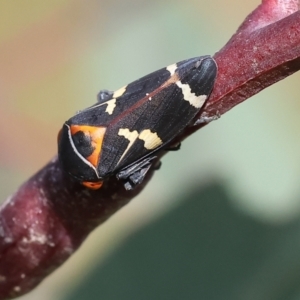 Eurymeloides pulchra at West Wodonga, VIC - 8 Sep 2024 10:00 AM