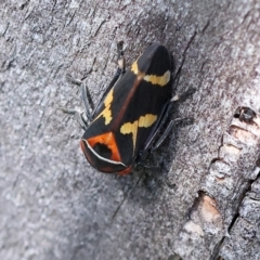 Eurymeloides pulchra at West Wodonga, VIC - 8 Sep 2024