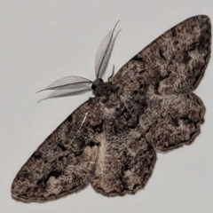 Unplaced externaria (Mahogany Bark Moth) at Kambah, ACT - 8 Sep 2024 by HelenCross
