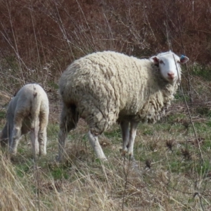 Ovis aries at Symonston, ACT - 4 Sep 2024