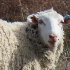 Ovis aries at Symonston, ACT - 4 Sep 2024