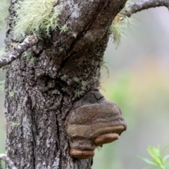 Phellinus sp. (non-resupinate) (A polypore) at Tallong, NSW - 7 Sep 2024 by Aussiegall