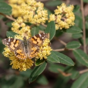 Vanessa kershawi at Tallong, NSW - 7 Sep 2024