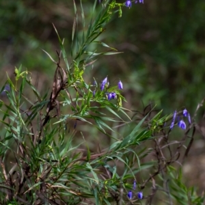 Stypandra glauca at Tallong, NSW - 7 Sep 2024 01:07 PM