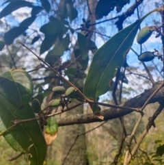 Unidentified Other Tree at Penrose, NSW - 8 Sep 2024 by Aussiegall