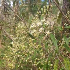 Olearia viscidula (Wallaby Weed) at Penrose, NSW - 8 Sep 2024 by Aussiegall