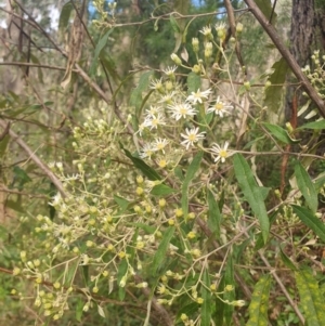 Olearia viscidula at Penrose, NSW - suppressed