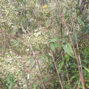 Olearia viscidula at Penrose, NSW - suppressed