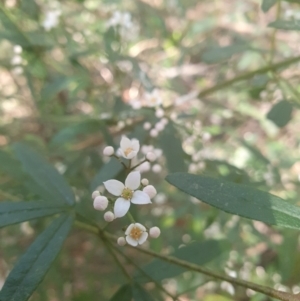 Zieria smithii at Penrose, NSW - 8 Sep 2024