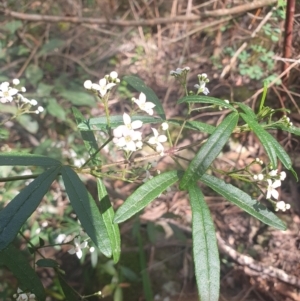 Zieria smithii at Penrose, NSW - 8 Sep 2024