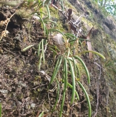 Dockrillia striolata (Streaked Rock Orchid) at Penrose, NSW - 8 Sep 2024 by Aussiegall