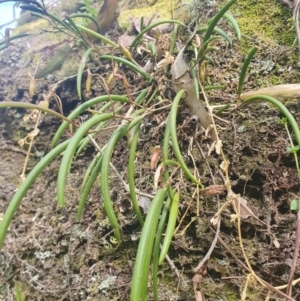 Dockrillia striolata at Penrose, NSW - 8 Sep 2024