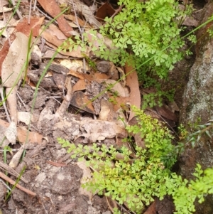 Lindsaea microphylla at Penrose, NSW - suppressed