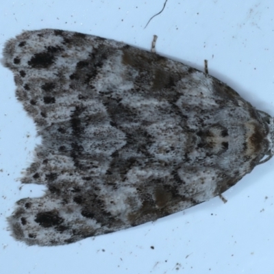 Nola epicentra (Nola epicentra) at Rosedale, NSW - 8 Sep 2024 by jb2602
