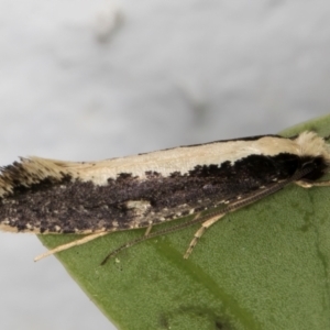 Monopis ethelella at Melba, ACT - 7 Sep 2024 10:02 PM