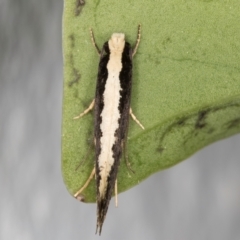 Monopis ethelella at Melba, ACT - 7 Sep 2024 10:02 PM