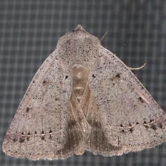 Pantydia canescens at Melba, ACT - 7 Sep 2024 10:13 PM