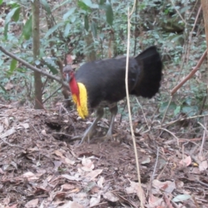 Alectura lathami at North Rocks, NSW - 8 Sep 2024 02:31 PM