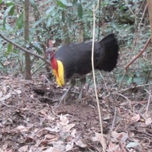 Alectura lathami at North Rocks, NSW - 8 Sep 2024