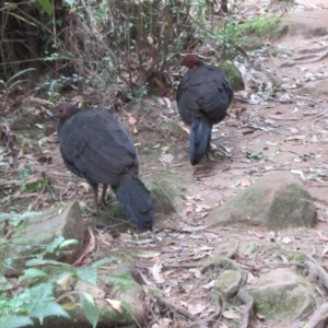Alectura lathami at North Rocks, NSW - 8 Sep 2024 02:31 PM