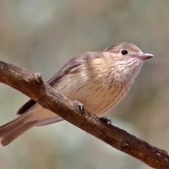 Pachycephala rufiventris (Rufous Whistler) at Higgins, ACT - 7 Sep 2024 by MichaelWenke