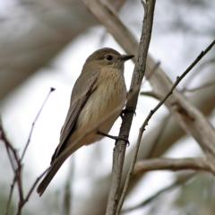 Pachycephala rufiventris at Higgins, ACT - 7 Sep 2024