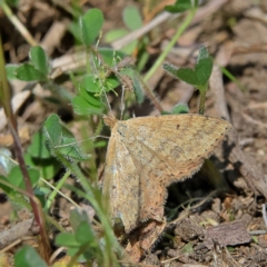 Scopula rubraria (Reddish Wave, Plantain Moth) at Higgins, ACT - 7 Sep 2024 by Trevor