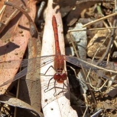 Diplacodes bipunctata (Wandering Percher) at Higgins, ACT - 7 Sep 2024 by MichaelWenke