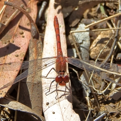 Diplacodes bipunctata (Wandering Percher) at Higgins, ACT - 7 Sep 2024 by Trevor