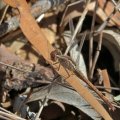 Diplacodes bipunctata (Wandering Percher) at Higgins, ACT - 7 Sep 2024 by MichaelWenke