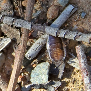 Blattidae sp. (family) at Higgins, ACT - 7 Sep 2024