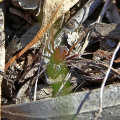 Habronestes bradleyi (Bradley's Ant-Eating Spider) at Higgins, ACT - 7 Sep 2024 by MichaelWenke