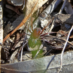 Habronestes bradleyi at Higgins, ACT - 7 Sep 2024