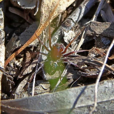 Habronestes bradleyi (Bradley's Ant-Eating Spider) at Higgins, ACT - 7 Sep 2024 by Trevor