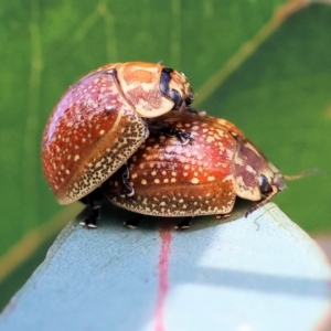 Paropsisterna decolorata at West Wodonga, VIC - 8 Sep 2024 10:00 AM