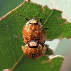Paropsisterna decolorata at West Wodonga, VIC - 8 Sep 2024 10:00 AM